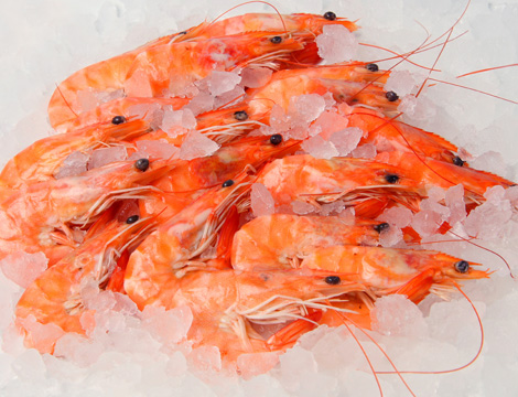Frozen seafood shrimp for sale