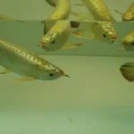 Buy Gold Head Arowana