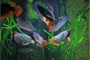 Buy Arapaima Arowana Fish