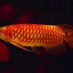 Buy Asian Red Arowana