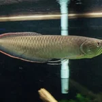 Back arowana for sale