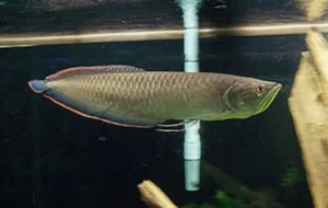 Back arowana for sale