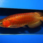 Chili red arowana