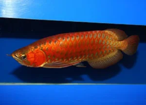 Chili red arowana