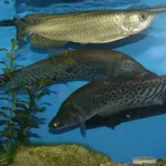 Jardini arowana for sale