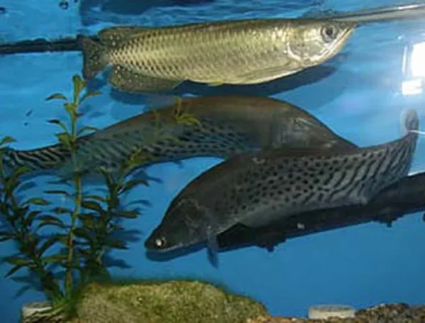 Jardini arowana for sale