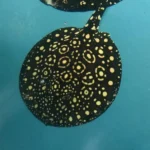 King-Henlei-Stingray (1)