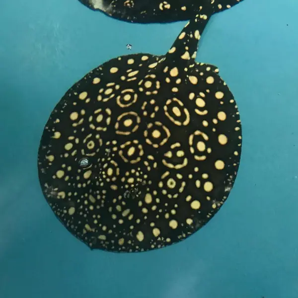 King-Henlei-Stingray (1)