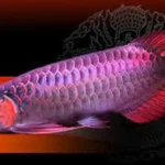 Malaysian Red Arowana for sale online