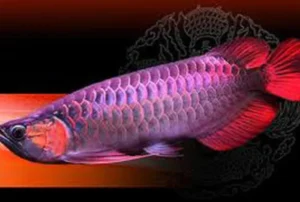 Malaysian Red Arowana for sale online