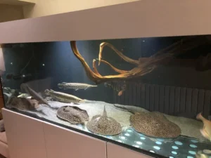 Pearl Stingrays For Sale