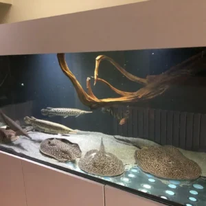 Pearl Stingrays For Sale