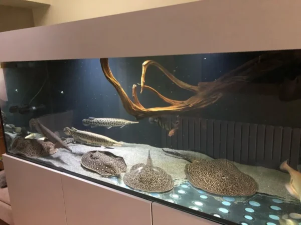 Pearl Stingrays For Sale