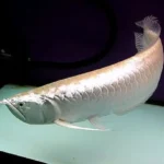 Silver arowana for sale