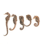 Dried seahorses for sale