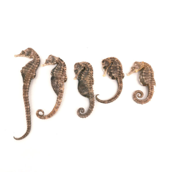 Dried seahorses for sale