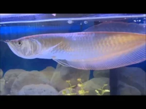 Platinum Arowana For Sale