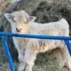Chondro Positive Miniature Highland Bull Calf for Sale