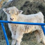 Chondro Positive Miniature Highland Bull Calf for Sale