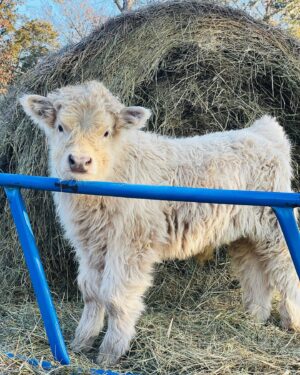 Chondro Positive Miniature Highland Bull Calf for Sale