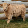 Chondro Positive Miniature Highland Bull Calf for Sale