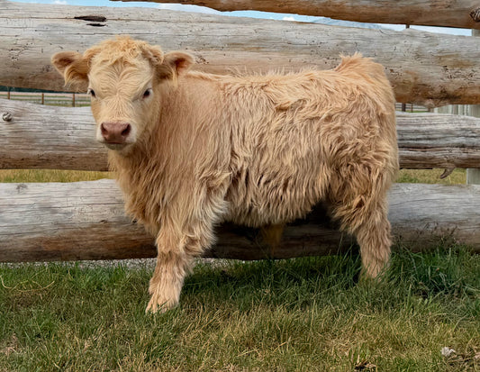 Chondro Positive Miniature Highland Bull Calf for Sale