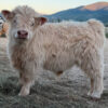 Chondro Positive Miniature Highland Bull Calf for Sale