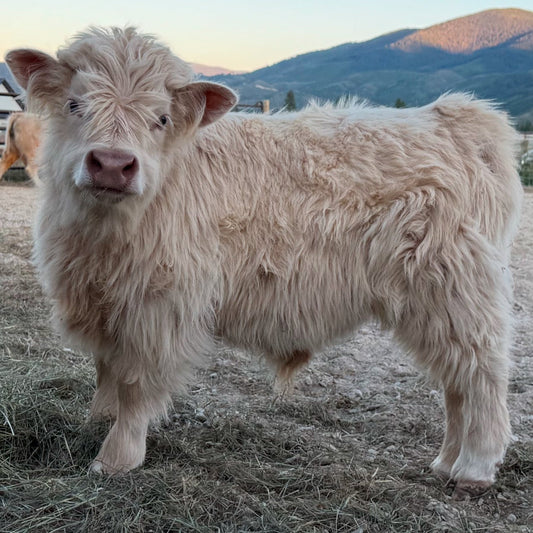 Chondro Positive Miniature Highland Bull Calf for Sale