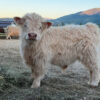 Chondro Positive Miniature Highland Bull Calf for Sale