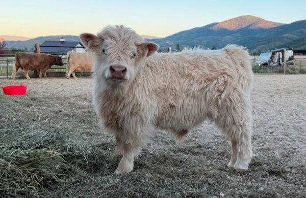 Chondro Positive Miniature Highland Bull Calf for Sale